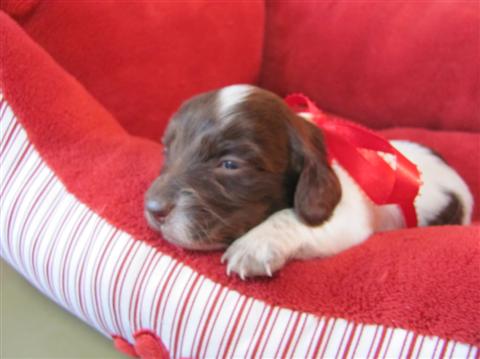 Peaches, chocolate and tan piebald female. Peaches, chocolate and tan piebald female.