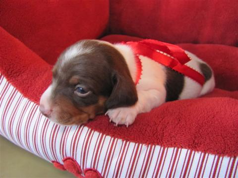 Tippy, Chocolate and tan piebald male Tippy, Chocolate and tan piebald male